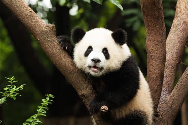 梦到大熊猫是什么意思