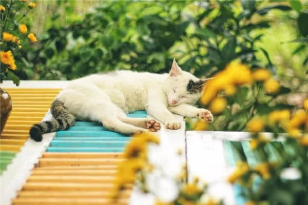 梦到死猫是什么意思
