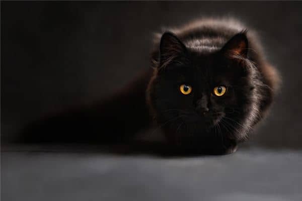 梦到被猫追着咬是什么意思