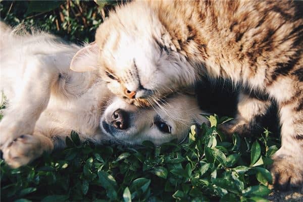 孕妇梦到猫和狗是什么意思