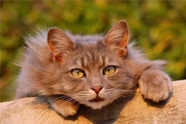 梦到猫咬手是怎么回事是什么意思