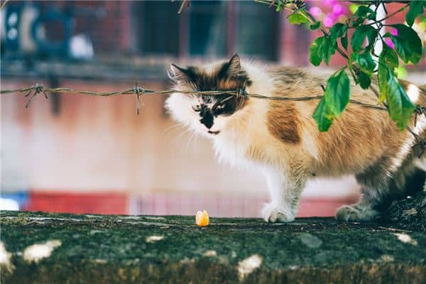 梦见野猫是什么意思
