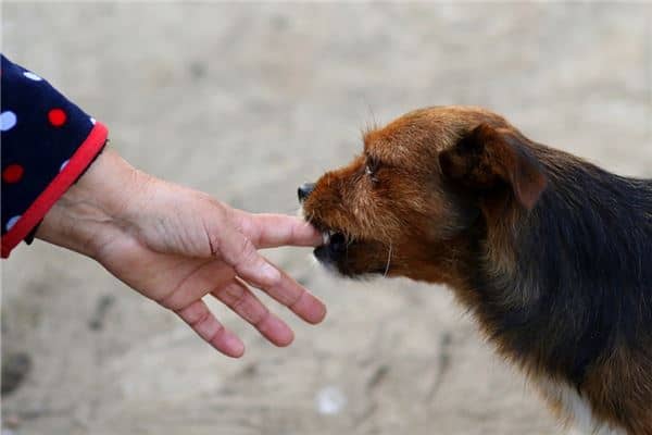 孕妇梦见被狗追咬是什么意思