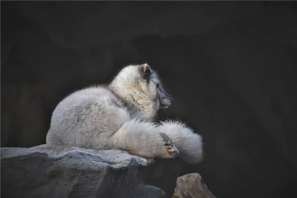 梦到白色狐狸是什么意思