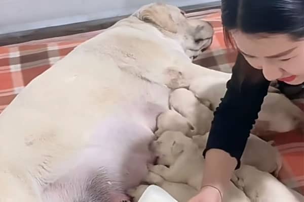 女人梦见狗生小狗是什么意思