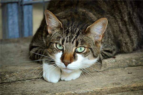 怀孕梦见猫是男孩子是什么意思