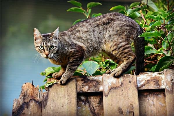 女人梦到被猫咬到手是什么意思
