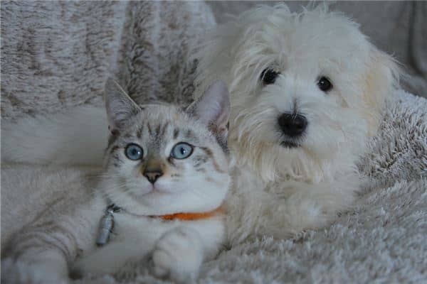 梦到猫狗是什么意思