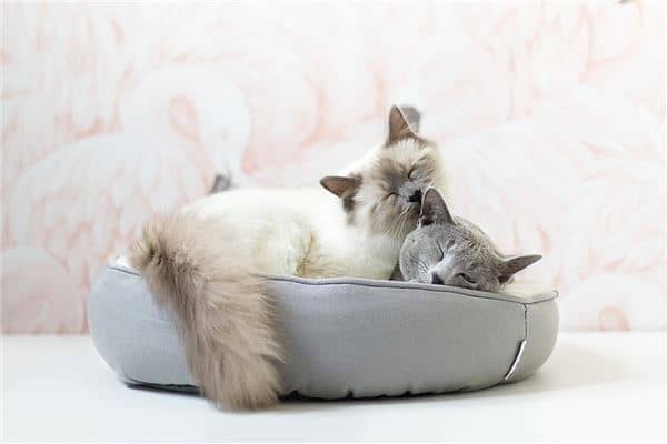 梦见两只猫是什么意思