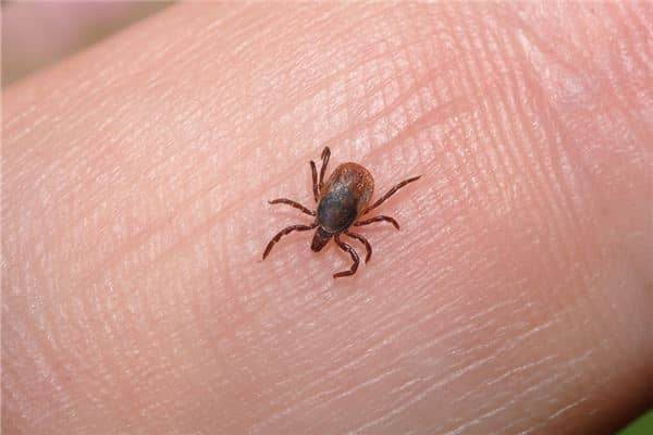 女人梦见虱子并捏死是什么意思