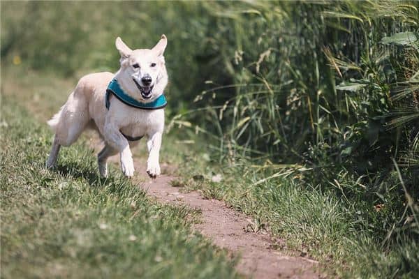 女人梦见狗跑了是什么意思