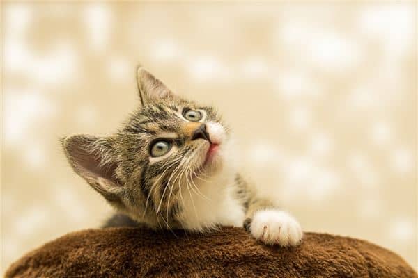 梦见一只猫是什么意思