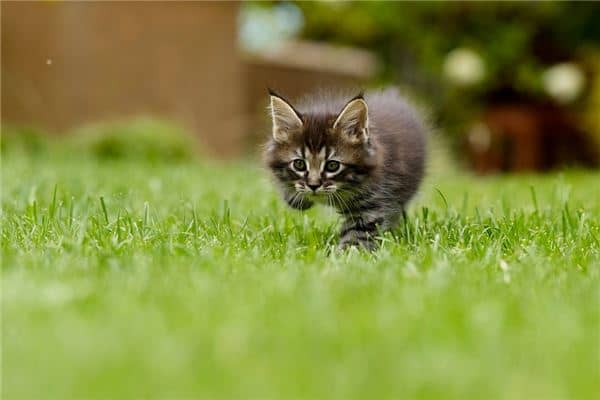 梦见被猫抓是什么意思