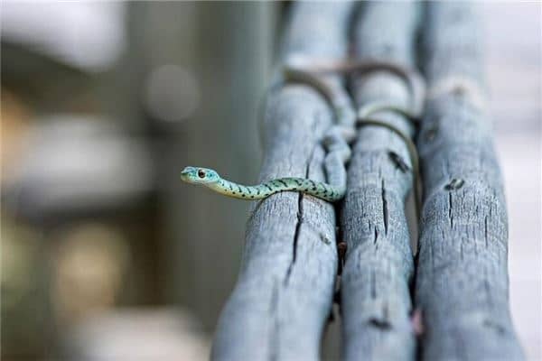 梦到蛇追我是什么意思