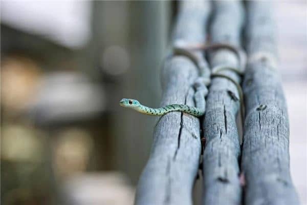 梦见一窝蛇是什么意思