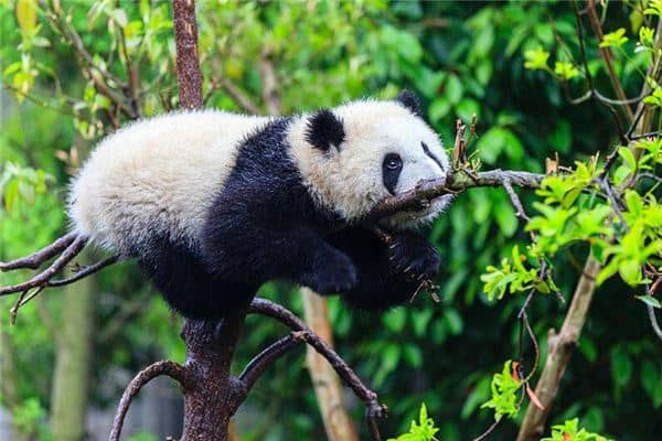 梦见熊猫是什么预兆是什么意思
