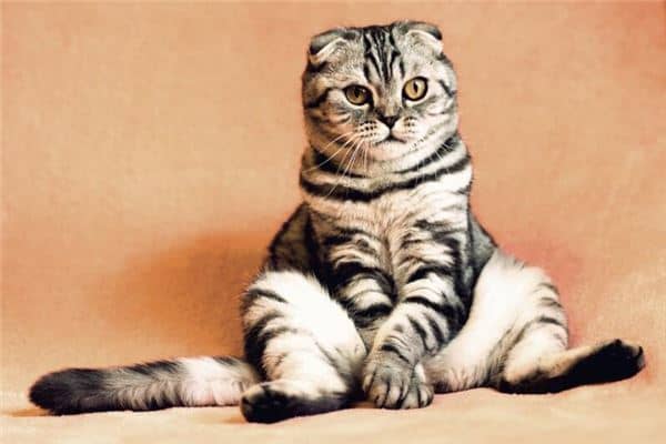 梦到很多猫是什么意思