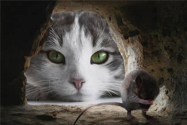梦到猫和老鼠是什么意思