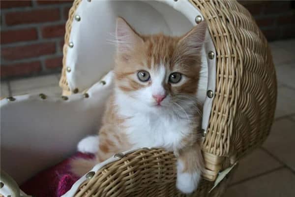 梦见一群猫是什么意思