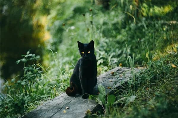 梦见黑猫是什么意思