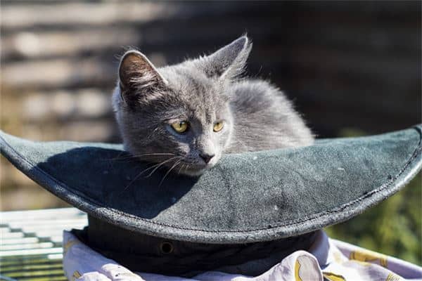 梦到猫死了是什么意思