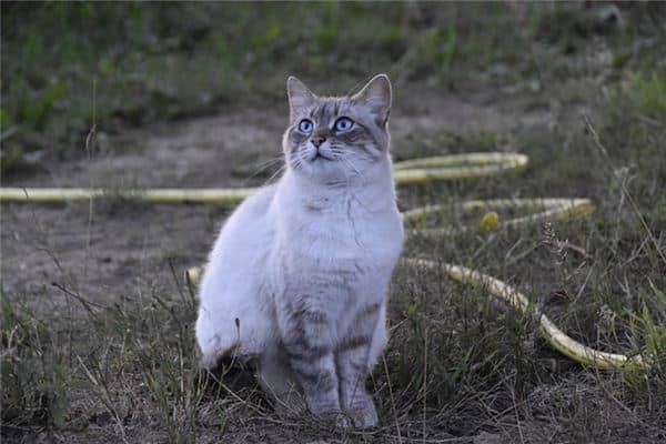 做梦梦到猫抓我是什么意思