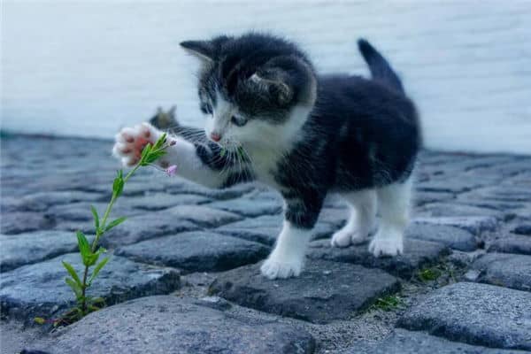 梦见好多猫是什么意思