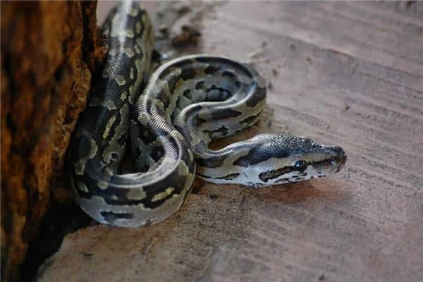 梦见大蟒蛇追我是什么意思
