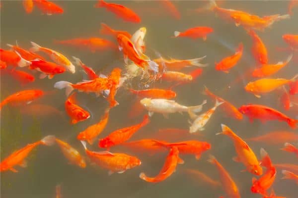 梦见锦鲤是什么意思