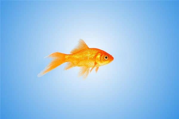 梦见金鱼是胎梦吗是什么意思
