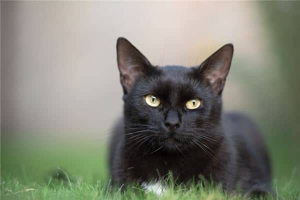 孕妇梦到黑猫是什么意思