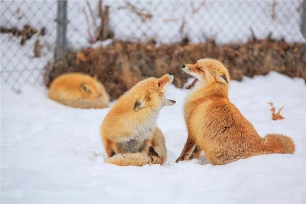 女人梦见狐狸代表什么是什么意思