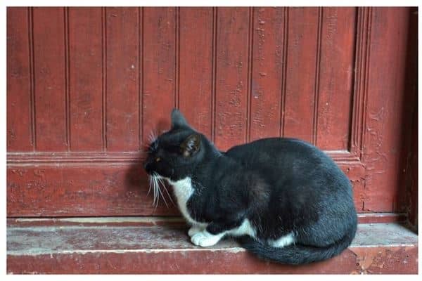 梦到自己养了一只猫是什么意思
