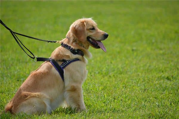 女人梦见金毛犬是什么意思