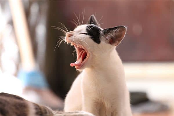 梦到被猫咬脚是什么意思