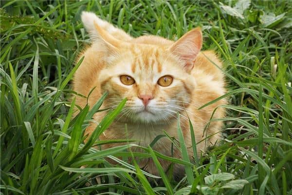 已婚妇女梦见黄猫是什么意思