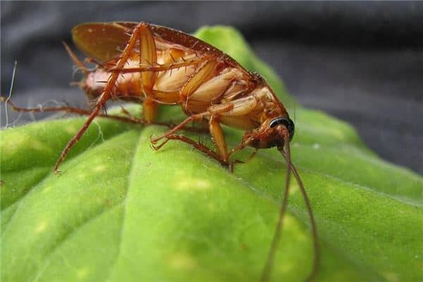 梦见打死蟑螂是什么意思