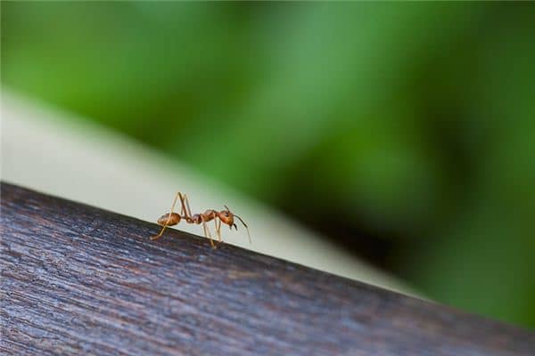 女性梦见蚂蚁爬上手是什么意思