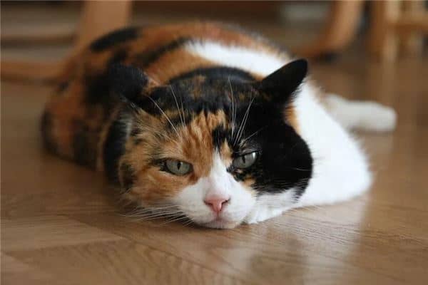 梦到猫死了什么预兆