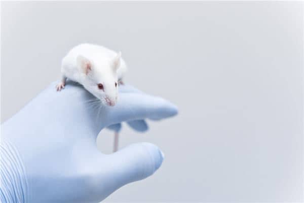 梦见打老鼠打死了是什么意思