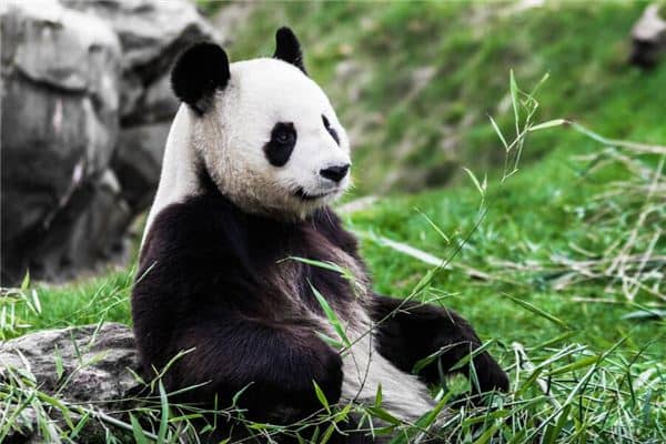 女人梦见熊猫是