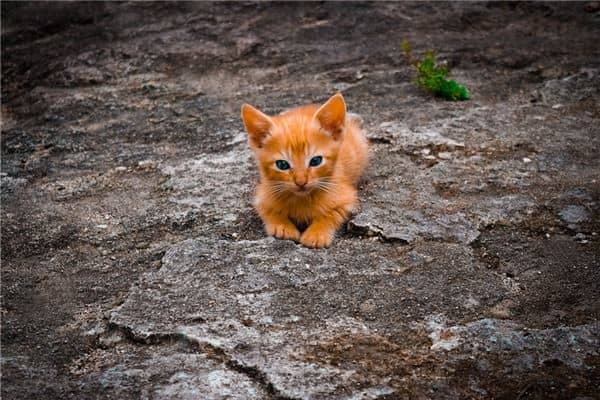 梦到猫抓蛇是什么意思