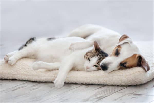 梦到猫和狗是什么意思