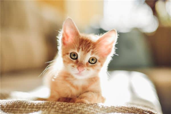 梦到会说话的猫是什么意思