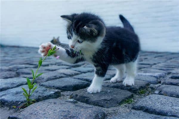 梦到小猫咪是什么意思