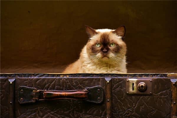 梦到一只猫是什么意思
