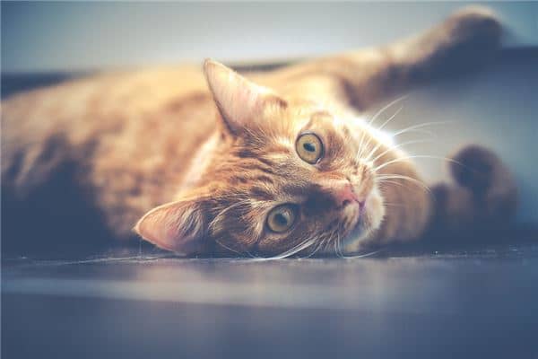 孕妇梦见猫是胎梦吗是什么意思
