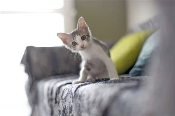 梦见猫是什么意思