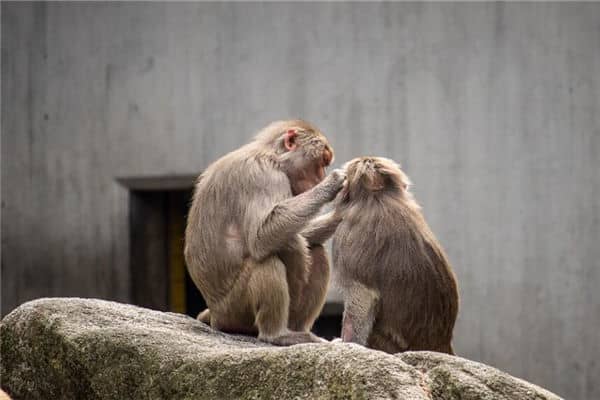 梦见猴子是什么意思