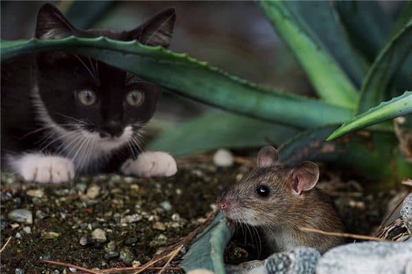 梦到猫抓老鼠是什么意思